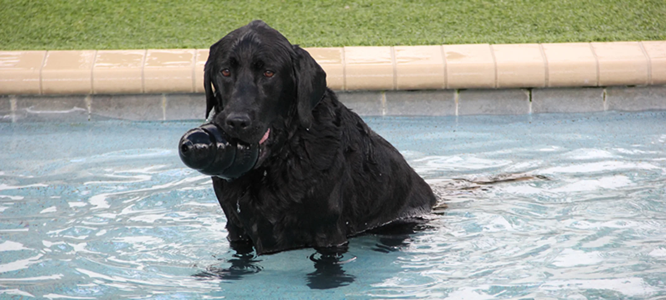  Lauderdale Pet Lodge Dog in Pool